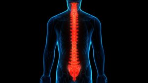 Spinal Column versus Spinal Cord Injuries